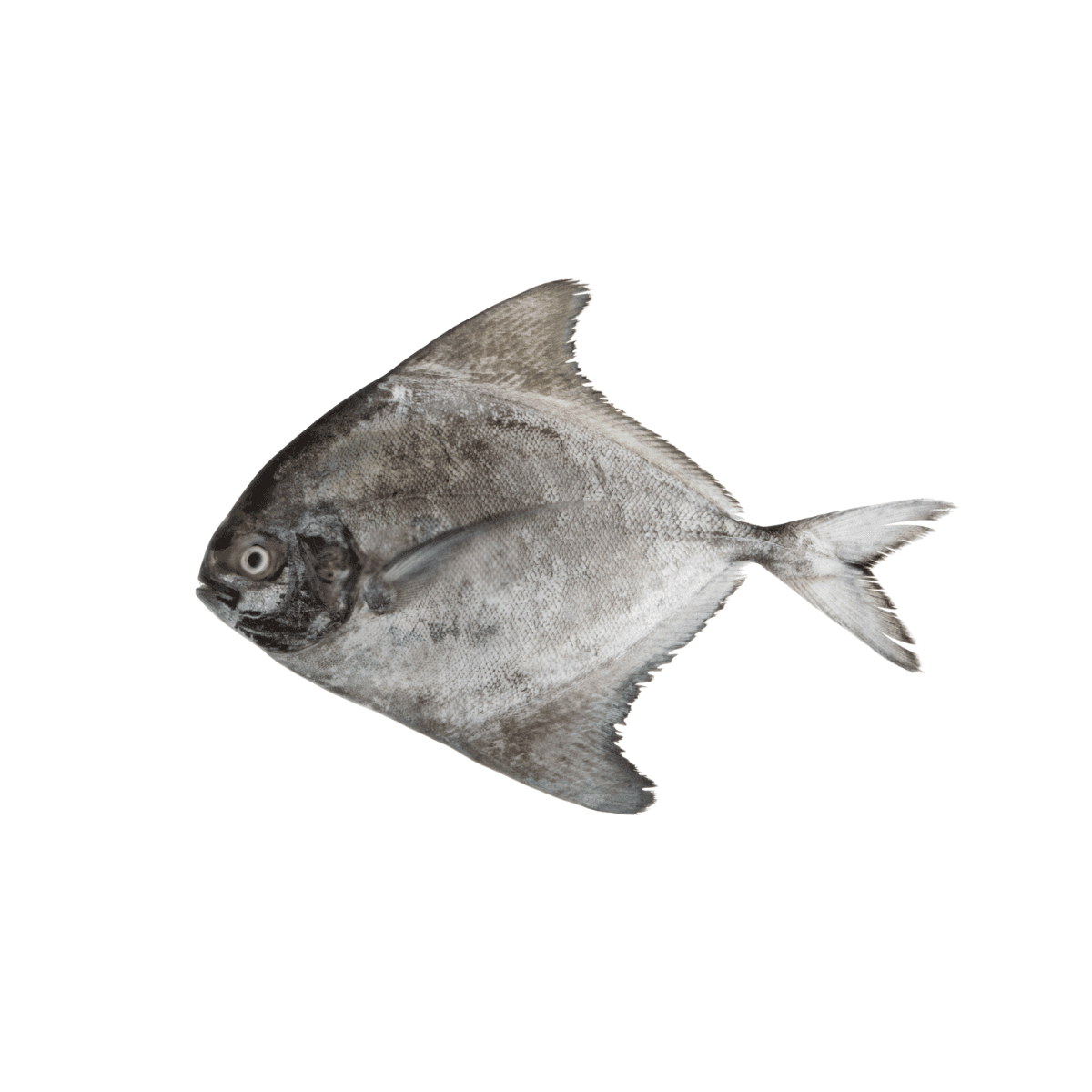 Black Pomfret