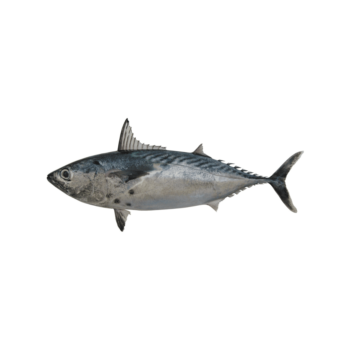 Mackerel Tuna