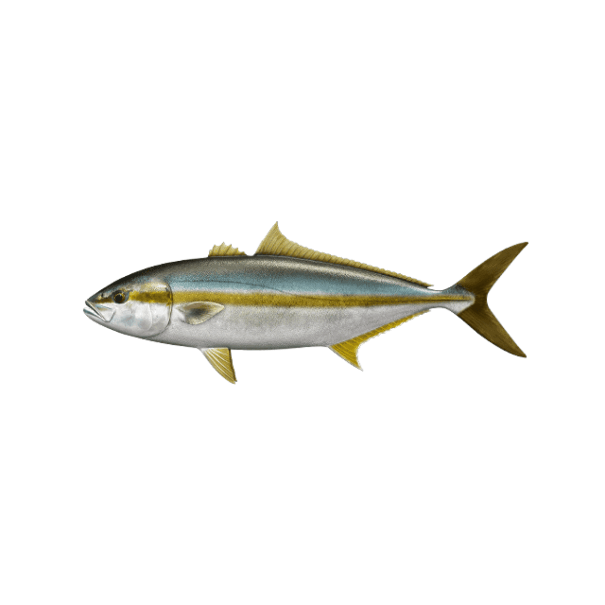 Japanese Amberjack