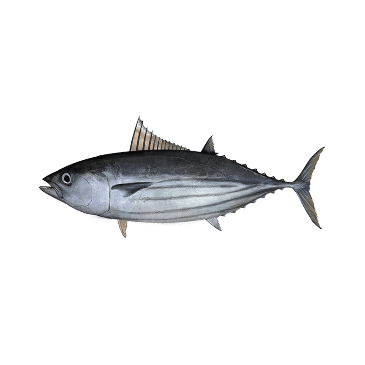 Skipjack Tuna