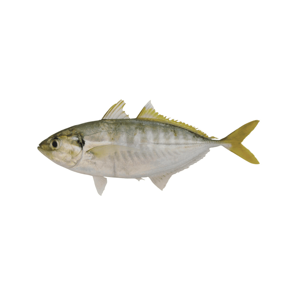 Yellow-tail Scad